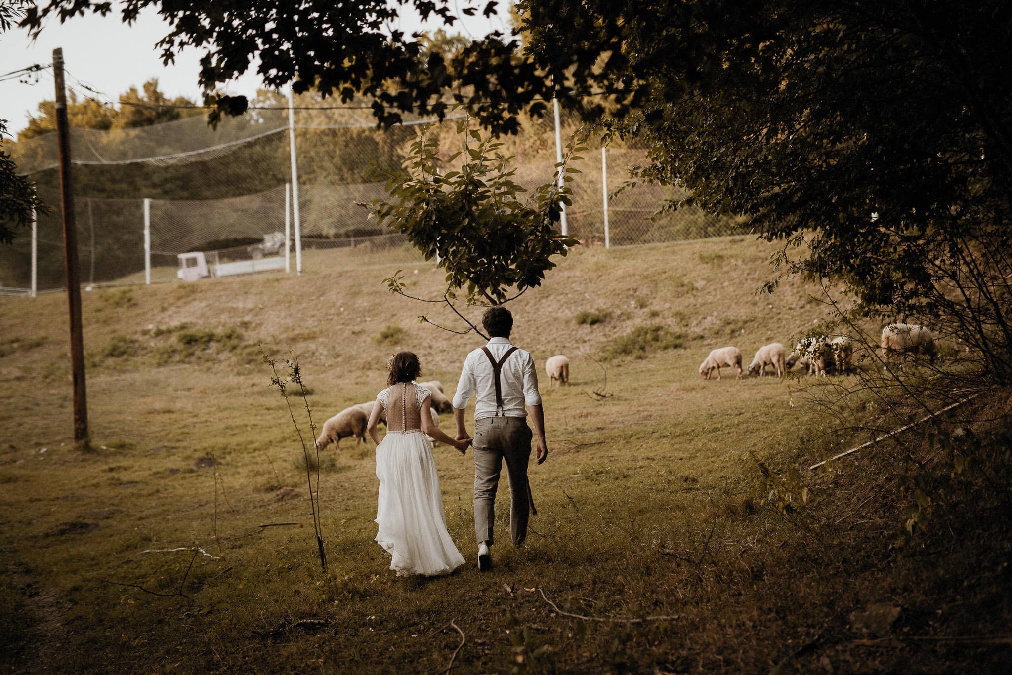 bride and groom walking towards sheep
